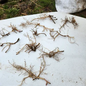 40 Pachysandra Procumbens Bulbs - Evergreen Groundcover for Shade, Zones 3-8 - Image 3