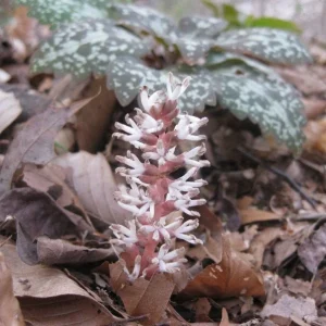 40 Pachysandra Procumbens Bulbs - Evergreen Groundcover for Shade, Zones 3-8 - Image 1