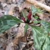 40 Prairie Trillium Bulbs - Trillium recurvatum - Shade Perennial for Zones 4-9 - Image 1