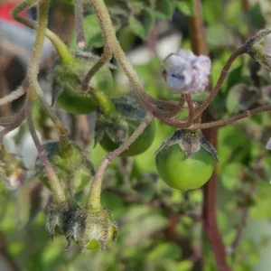 40 Rare True Potato Seeds Mix - Purple, Red, Blue Majesty Colors - Grow Potatoes from Seed - Image 6