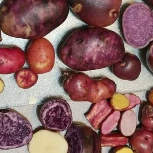 40 Rare True Potato Seeds Mix - Purple, Red, Blue Majesty Colors - Grow Potatoes from Seed - Image 7