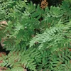 40 Royal Fern Bulbs (Osmunda Regalis) - Hardy Shade Perennial - Image 1