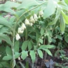 40 True Solomon's Seal Bare Root Plants - Polygonatum Biflorum Native Wildflower - Image 1