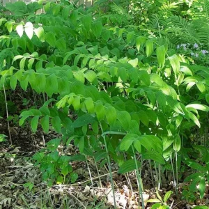 40 True Solomon's Seal Bare Root Plants - Polygonatum Biflorum Native Wildflower - Image 3