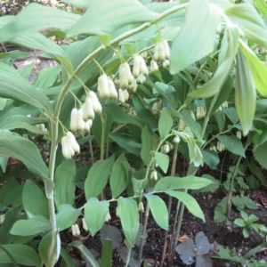40 True Solomon's Seal Bare Root Plants - Polygonatum Biflorum Native Wildflower - Image 1