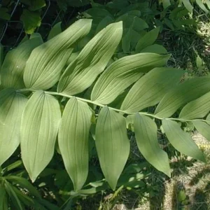 40 True Solomon's Seal Bare Root Plants - Polygonatum Biflorum Native Wildflower - Image 4