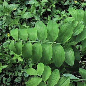 40 True Solomon's Seal Bare Root Plants - Polygonatum Biflorum Native Wildflower - Image 5