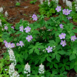 40 Wild Geranium Maculatum Bare Root Plants - Organic Cranesbill Stock - Image 5