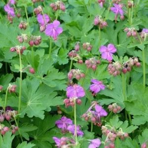 40 Wild Geranium Maculatum Bare Root Plants - Organic Cranesbill Stock - Image 8