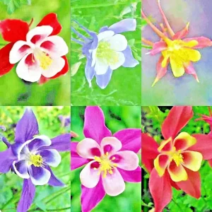 400 Columbine McKana Giants Flower Seeds - Perennial Spring Mix for Bees - Image 2
