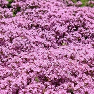 400+ Dwarf Creeping Thyme Seeds - Thymus Serpyllum Ground Cover Perennial Flower - Image 1