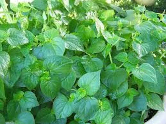 400+ Peperomia Pellucida Seeds - Rau Cang Cua - Krasang Teap Vegetable Seeds - Image 1