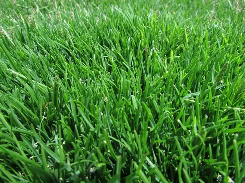 40,000 Emerald Zoysia Grass Seeds - Premium Lawn Turf, Drought & Heat Tolerant - Image 2