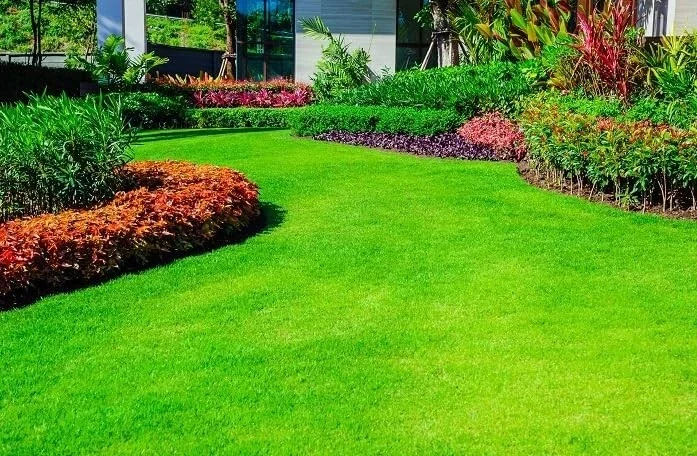 40,000 Emerald Zoysia Grass Seeds - Premium Lawn Turf, Drought & Heat Tolerant - Image 1