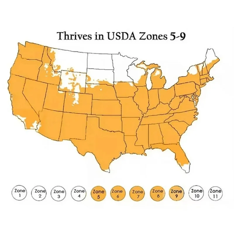 40,000 Emerald Zoysia Grass Seeds - Premium Lawn Turf, Drought & Heat Tolerant - Image 8