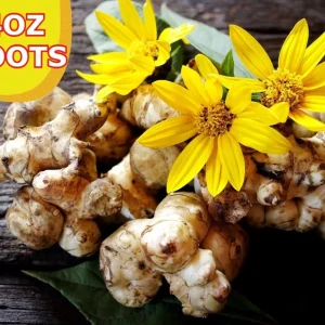 4OZ Jerusalem Artichoke Tubers Sunchokes – Edible Roots for Planting or Eating – Outdoor - Image 1