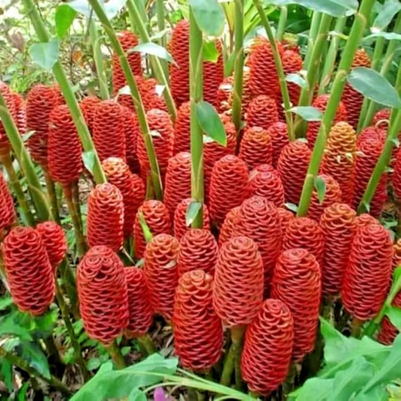 4oz Shampoo Ginger Rhizomes - Zingiber Zerumbet Pine Cone Ginger Tropical Perennial - Image 2