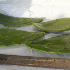4x Purple Prickly Pear Cactus Cuttings - Edible Nopal Live Plant - Image 2