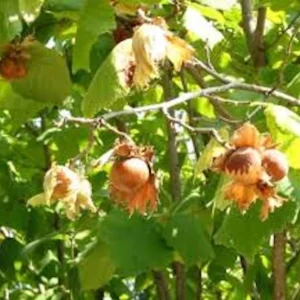 5 American Hazelnut Tree 12-24in Tall - Native Bare Root Plant, Corylus americana - Image 4