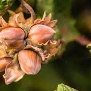 5 American Hazelnut Tree 12-24in Tall - Native Bare Root Plant, Corylus americana - Image 5