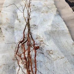 5 American Hornbeam Trees Bareroot - 12