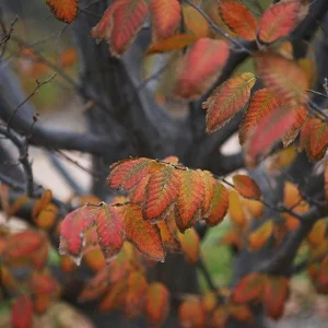 5 American Hornbeam Trees Bareroot - 12