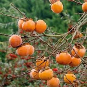 5 American Persimmon Tree Bare Root Plants, 12-24in Tall Diospyros virginiana - Image 3