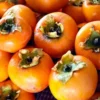 5 American Persimmon Tree Seeds - Diospyros Virginiana - Organic Heirloom Fruit Seeds - Image 1