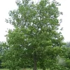 5 American Plane Tree (Sycamore) Bareroot Plants - 12" Tall, Zones 4-9 - Image 1
