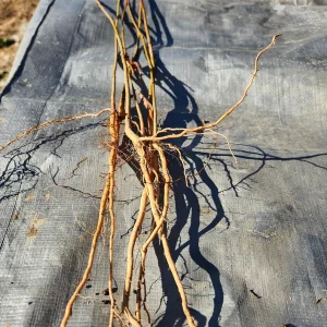 5 American Plane Tree (Sycamore) Bareroot Plants - 12