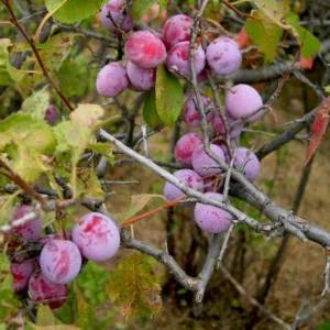 5 American Plum Tree Starter Plant 12-24