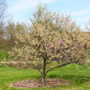 5 American Plum Tree Starter Plant 12-24
