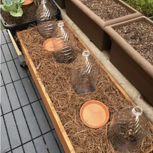 5 Anne Raspberry Bare Root Canes - Golden Everbearing Variety - 1-Year-Old Live Plants - Image 4