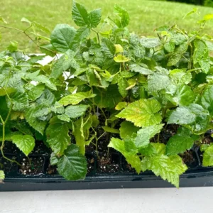 5 Apache Thornless Blackberry Live Bare Root Plants - Full Sun - Image 3