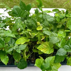 5 Apache Thornless Blackberry Live Bare Root Plants - Full Sun - Image 4