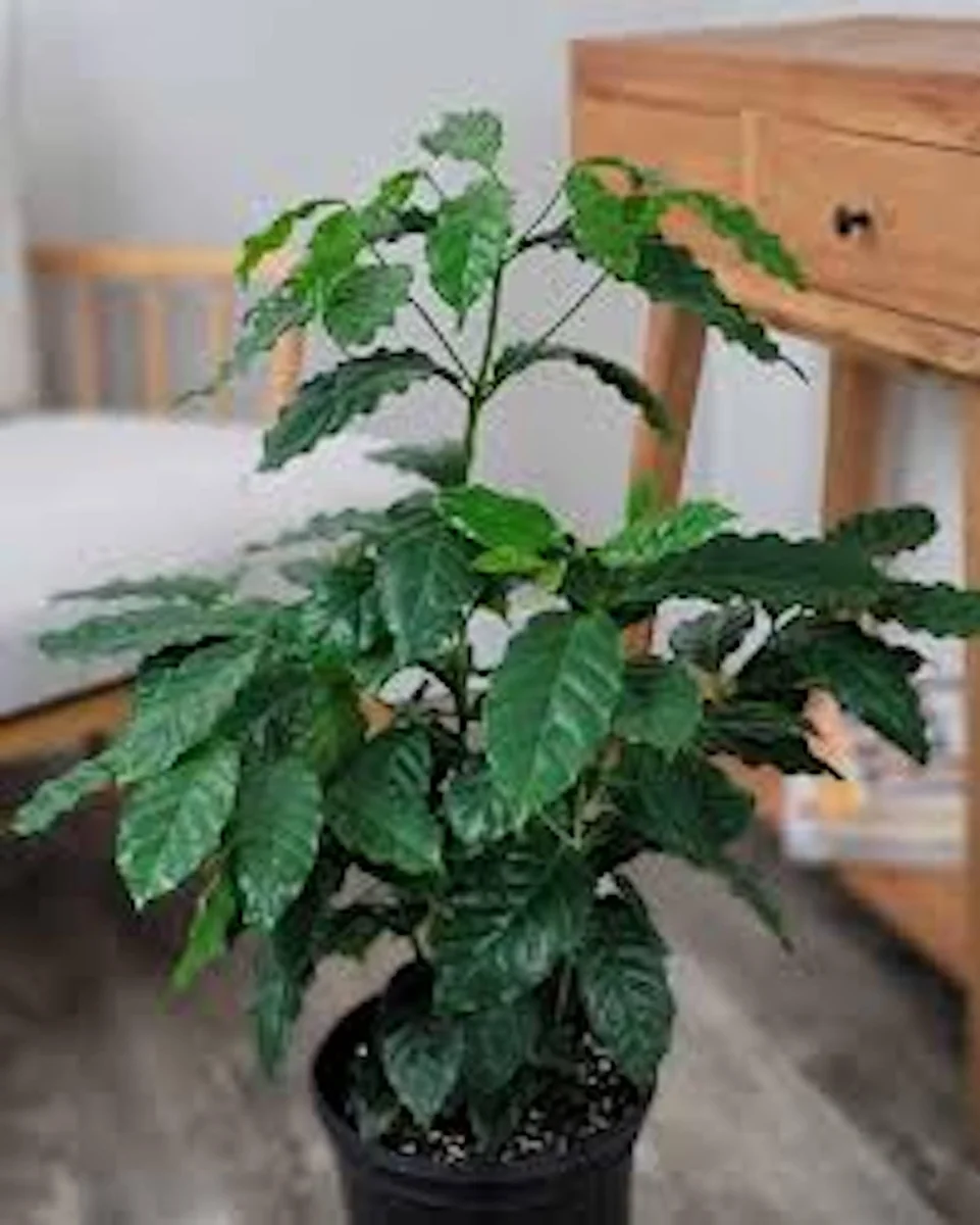 5 Arabica Coffee Live Starter Plants - Coffea arabica Indoor Houseplant - Image 2