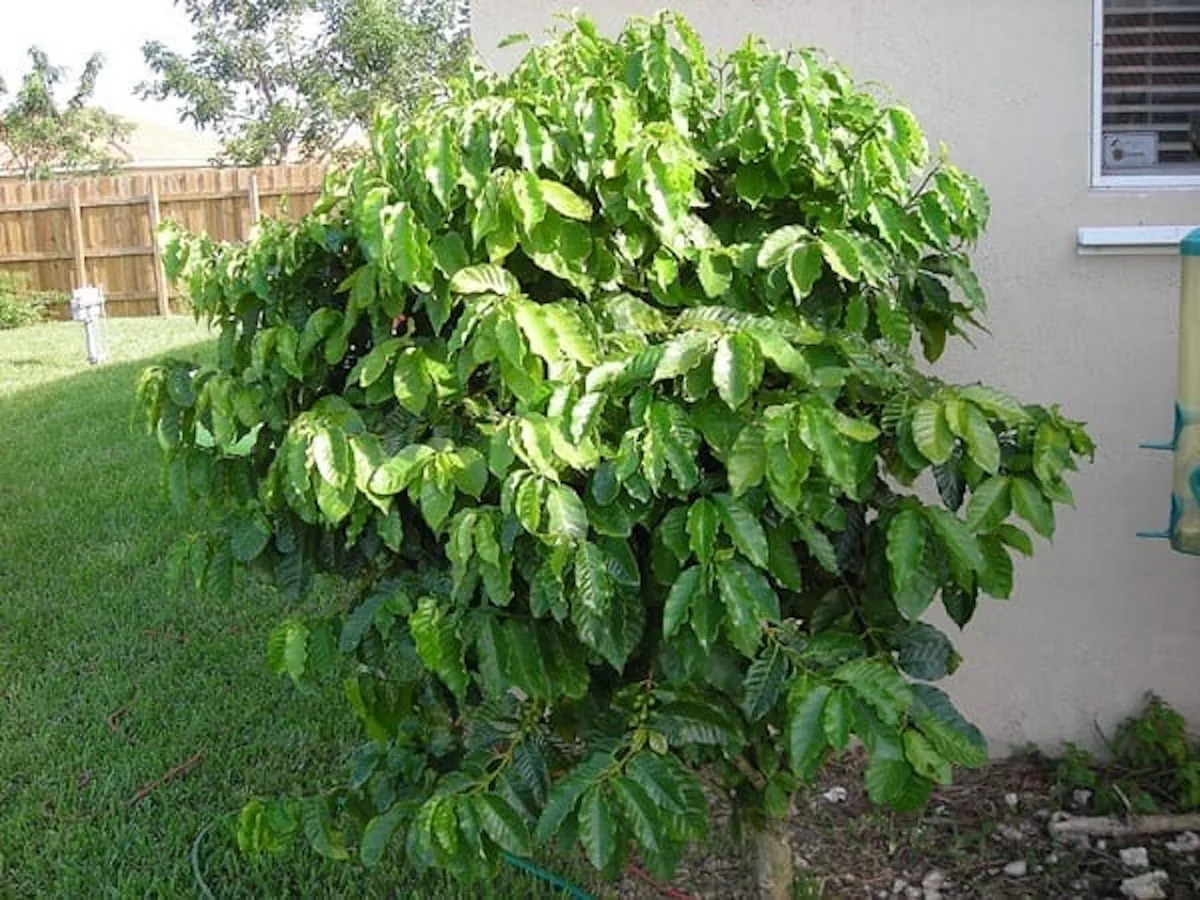 5 Arabica Coffee Live Starter Plants - Coffea arabica Indoor Houseplant - Image 3
