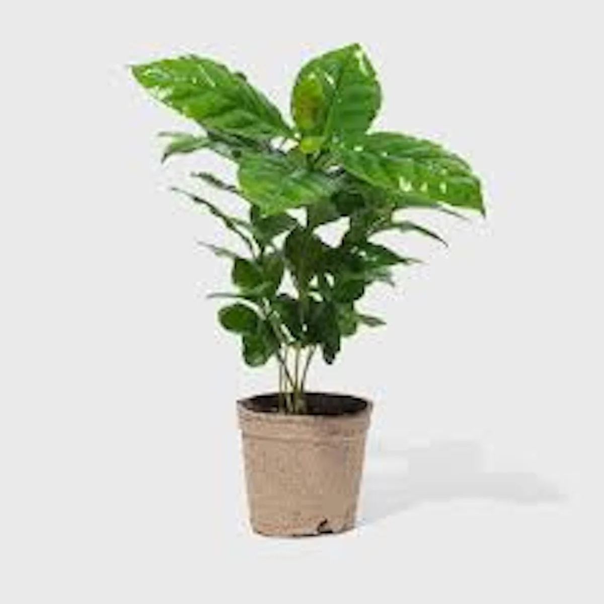 5 Arabica Coffee Live Starter Plants - Coffea arabica Indoor Houseplant - Image 4