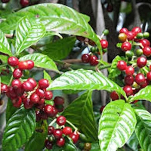 5 Arabica Coffee Live Starter Plants - Coffea arabica Indoor Houseplant - Image 5