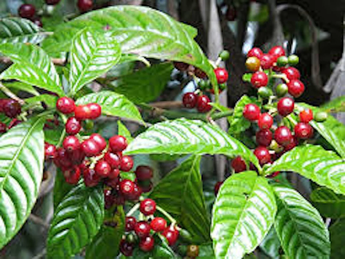 5 Arabica Coffee Live Starter Plants - Coffea arabica Indoor Houseplant - Image 5