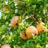 5 Azadi Pomegranate Live Plant - Soft-Seeded Fruit Tree - USDA Zones 8-11 - Image 1