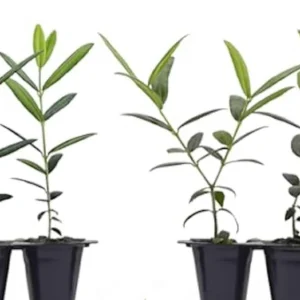 5 Azadi Pomegranate Live Plant - Soft-Seeded Fruit Tree - USDA Zones 8-11 - Image 3