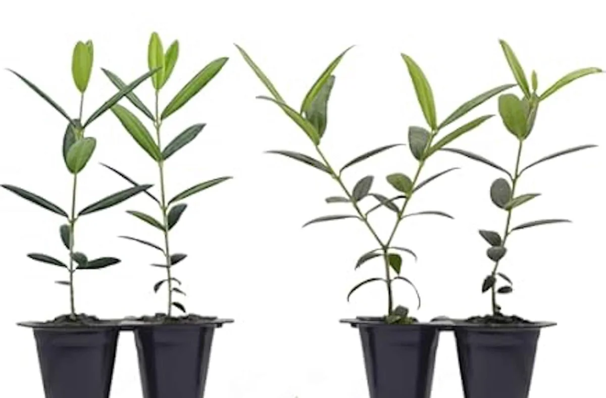 5 Azadi Pomegranate Live Plant - Soft-Seeded Fruit Tree - USDA Zones 8-11 - Image 3