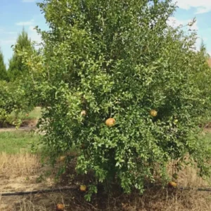 5 Azadi Pomegranate Live Plant - Soft-Seeded Fruit Tree - USDA Zones 8-11 - Image 4