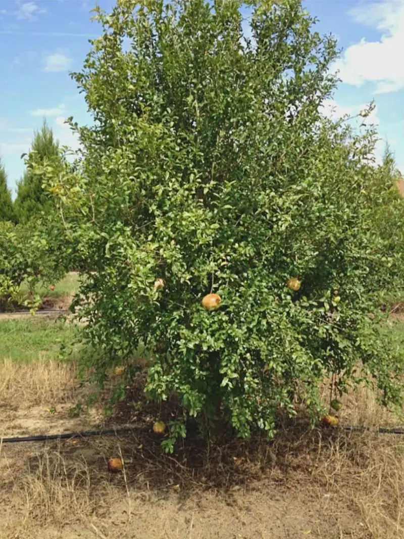 5 Azadi Pomegranate Live Plant - Soft-Seeded Fruit Tree - USDA Zones 8-11 - Image 4
