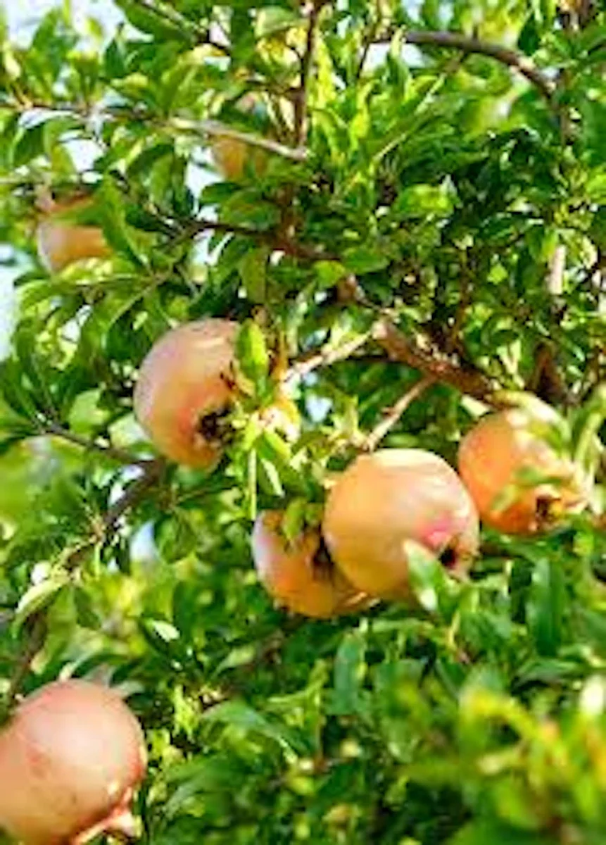 5 Azadi Pomegranate Live Plant - Soft-Seeded Fruit Tree - USDA Zones 8-11 - Image 1