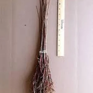 5 Bald Cypress Trees 12-24in Tall Live Plant Taxodium distichum Bare Root Outdoor - Image 2