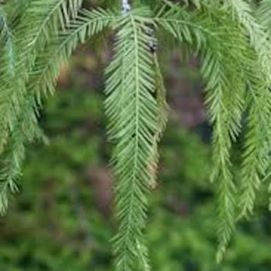 5 Bald Cypress Trees 12-24in Tall Live Plant Taxodium distichum Bare Root Outdoor - Image 3