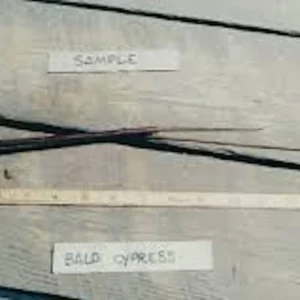 5 Bald Cypress Trees 12-24in Tall Live Plant Taxodium distichum Bare Root Outdoor - Image 4