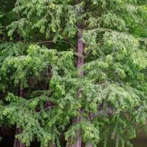 5 Bald Cypress Trees 12-24in Tall Live Plant Taxodium distichum Bare Root Outdoor - Image 5